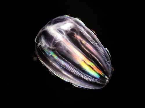 160505-plankton12